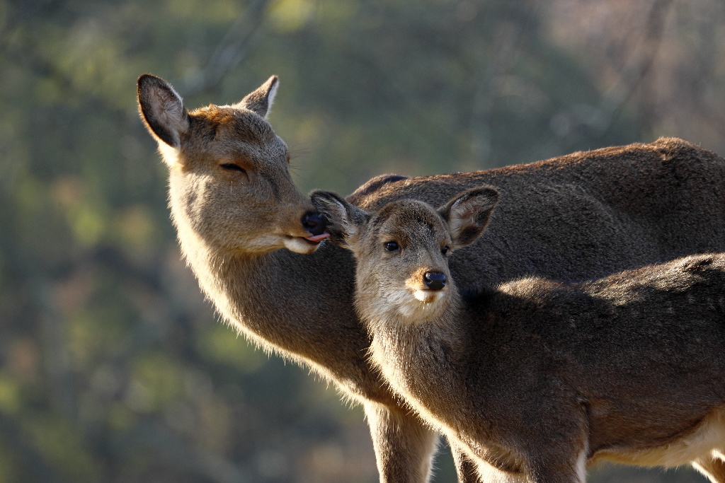 Canon RF 600 mm F11 IS STM - Fotografiranje divljih životinja - Majka jelen sa srnom / bebom