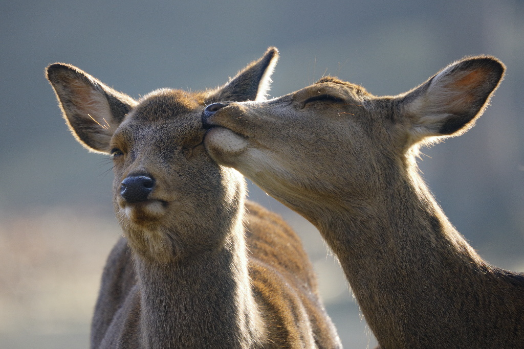 Canon RF 800 mm F11 IS STM - Fotografiranje izbliza divljih životinja - Dva jelena zajedno